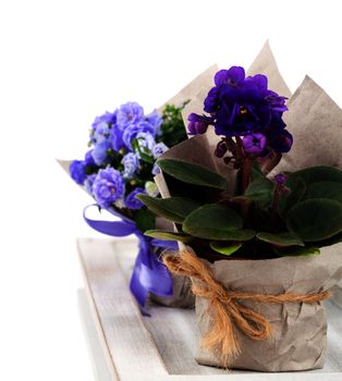 blue Campanula terry, blue and white Saintpaulias flowers in paper packaging, isolated on white background