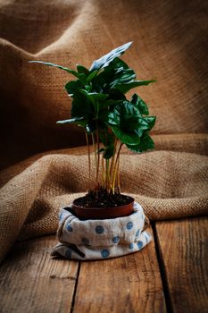 coffee plant treeon sackcloth, wooden background