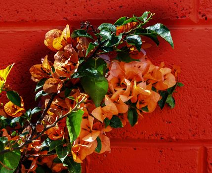 Orange Bougainvillea Orange Wall Mexico City Mexico