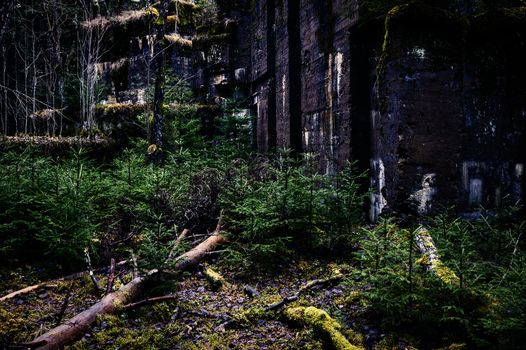 Wall ruins in forest