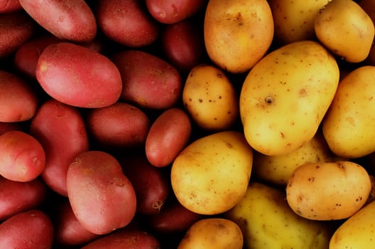 Background of Ripe Raw Red and Yellow Potatoes Full Body