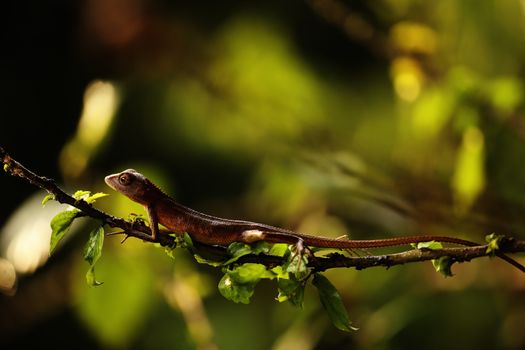 Lizard in tropical garden