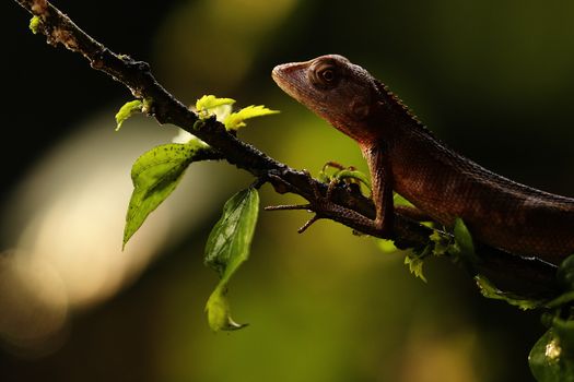 Lizard in tropical garden