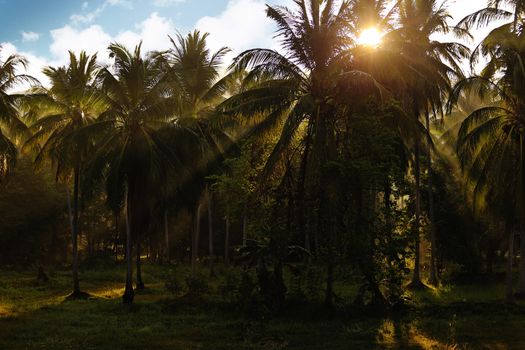 Sunrise in tropical garden