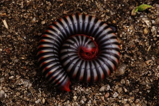 Tropical spiral insect, millipede
