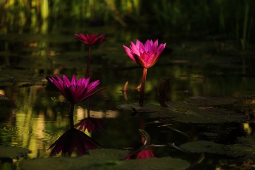 Beautyful tropical flower of thailand on sunrise