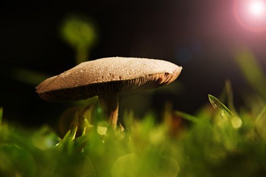 Mushroom from thai forest