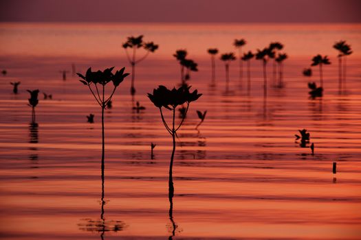 Mangrove baby trees on sunset