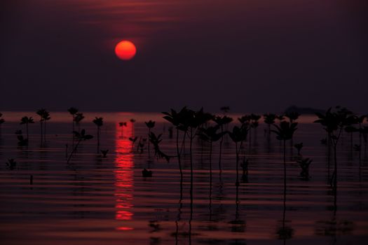 Mangrove trees on sunset