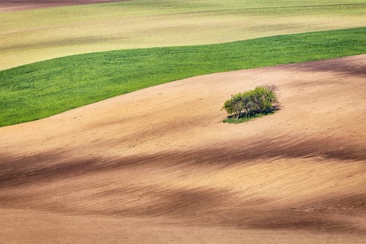 Lines and waves with trees in the spring, South Moravia, Czech Republic