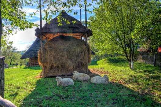 Three sheep lying on the grass in the shade near a large haystacks which roofed
from above
