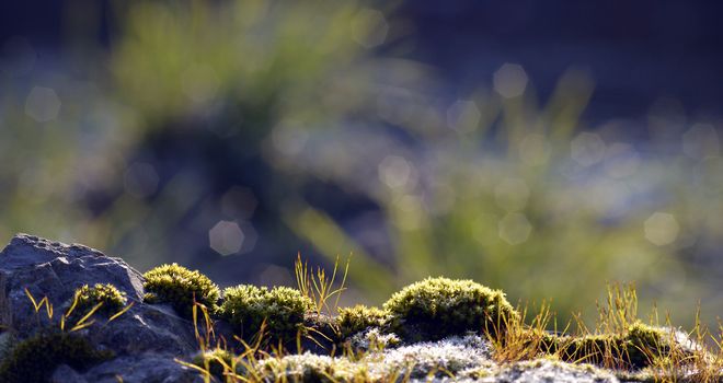 Photo of moss on a rock early in the morning after sunrise