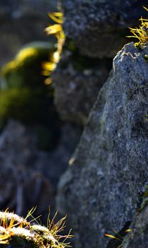 Photo of moss on a rock early in the morning after sunrise