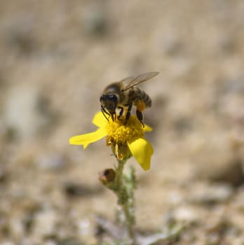 Picture of a Bee on the chamomile flower with yellow petals