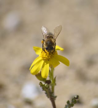 Picture of a Bee on the chamomile flower with yellow petals