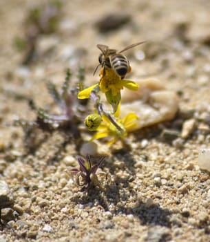 Picture of a Bee on the chamomile flower with yellow petals