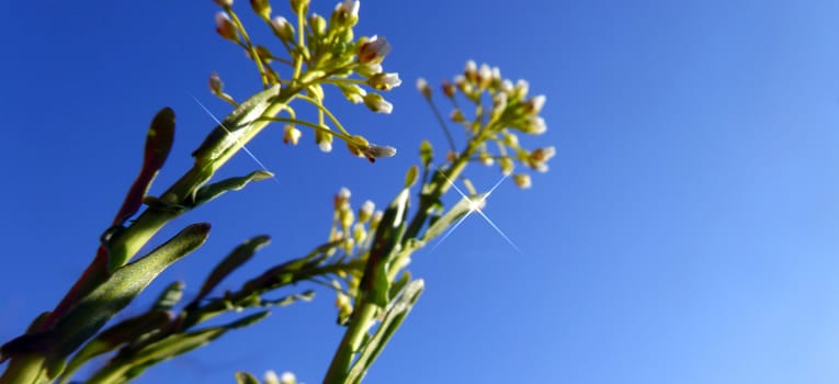 Picture of a Yellow plant flowers on the morning . shot from the bottom