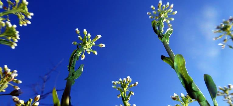 Picture of a Yellow plant flowers on the morning . shot from the bottom