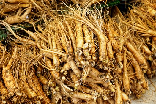 crowd of real ginseng from the North of Korean Republic.