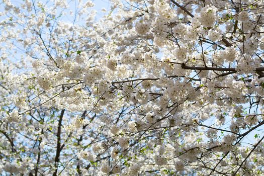 The National Cherry Blossom festival is a spring celebration in Washington DC. It started in 1912 when the Mayor of Tokyo (Yukio Ozaki) gave these Japanese Cherry trees to the City of Washington.