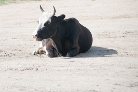 Cow isolated at rest in a street unleashed Mongolia