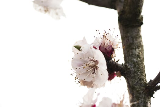 Beautiful pink flower cherry in full bloom on colored background