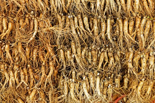 crowd of real ginseng from the North of Korean Republic.