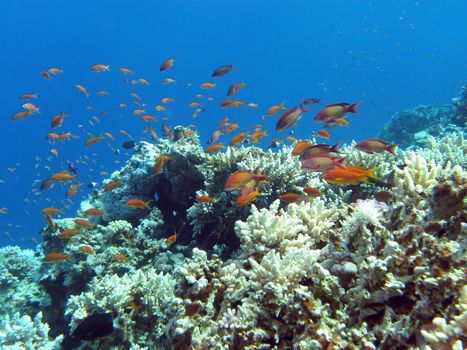 coral reef with hard corals and exotic fishes anthias