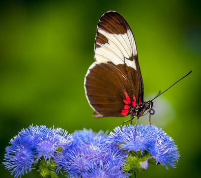 butterfly on a green background and the grass