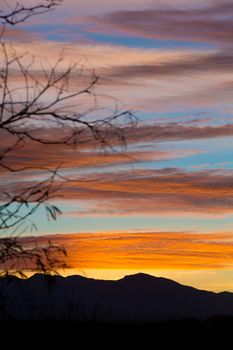 Backlit tree branches and mountains with Arizona sunset