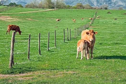 cow with her puppy in a Italian prairie
