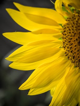 A beautiful sunflower against a dark background