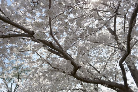 The National Cherry Blossom festival is a spring celebration in Washington DC. It started in 1912 when the Mayor of Tokyo (Yukio Ozaki) gave these Japanese Cherry trees to the City of Washington.