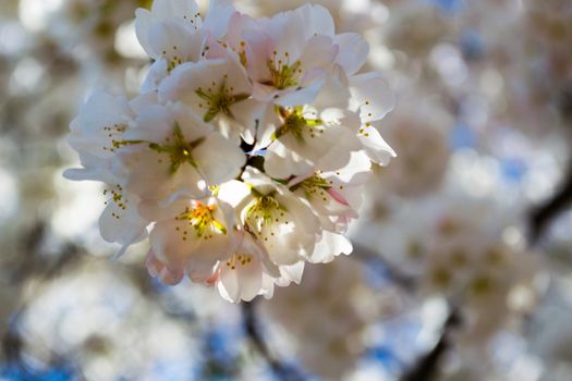 The National Cherry Blossom festival is a spring celebration in Washington DC. It started in 1912 when the Mayor of Tokyo (Yukio Ozaki) gave these Japanese Cherry trees to the City of Washington.