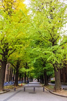 Tunnel from trees growing and road path