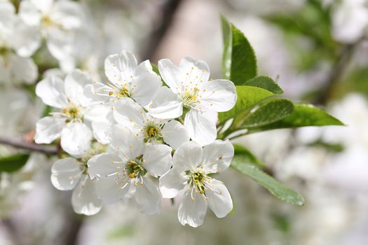 Spring blooming cherry. Petals on a flower cherry