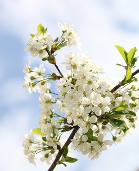 Spring blooming cherry. Petals on a flower cherry