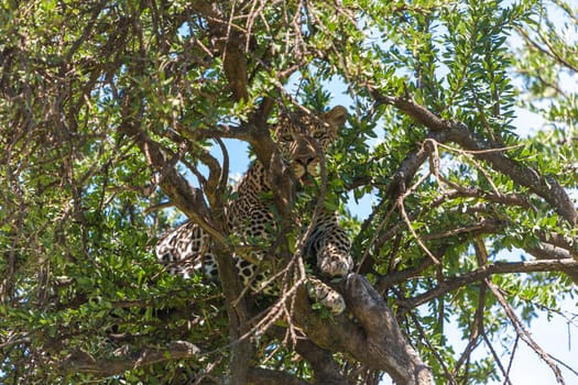 Africa,  Kenya. The Leopard in big tree