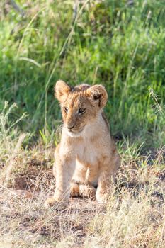 A lion cub on the plains of the Kenya, green grass in the background