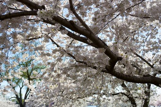 The National Cherry Blossom festival is a spring celebration in Washington DC. It started in 1912 when the Mayor of Tokyo (Yukio Ozaki) gave these Japanese Cherry trees to the City of Washington.