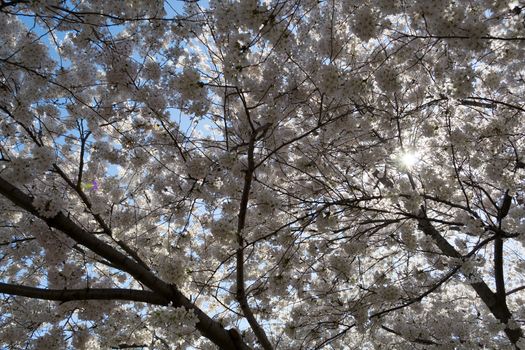 The National Cherry Blossom festival is a spring celebration in Washington DC. It started in 1912 when the Mayor of Tokyo (Yukio Ozaki) gave these Japanese Cherry trees to the City of Washington.