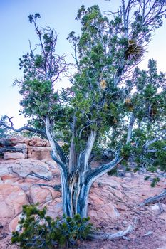 An ancient gnarled juniper tree near Navajo Monument park  utah