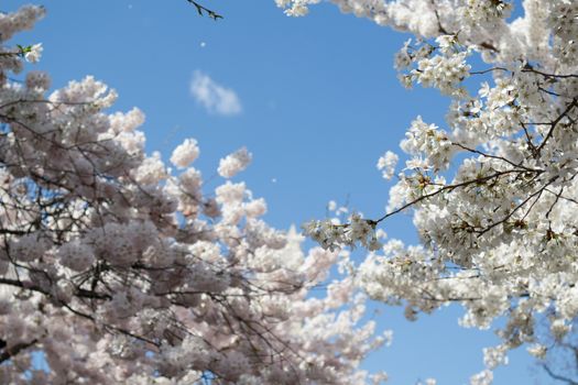 The National Cherry Blossom festival is a spring celebration in Washington DC. It started in 1912 when the Mayor of Tokyo (Yukio Ozaki) gave these Japanese Cherry trees to the City of Washington.