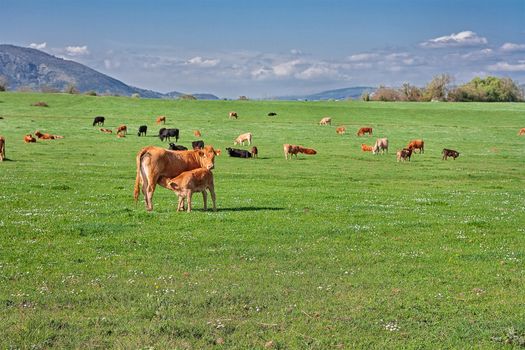 cow with her puppy in a Italian prairie