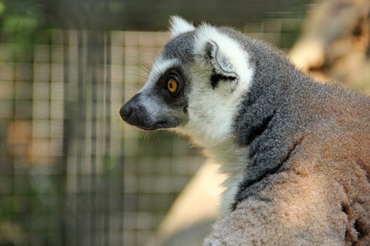Close up portrait ring tailed lemur
