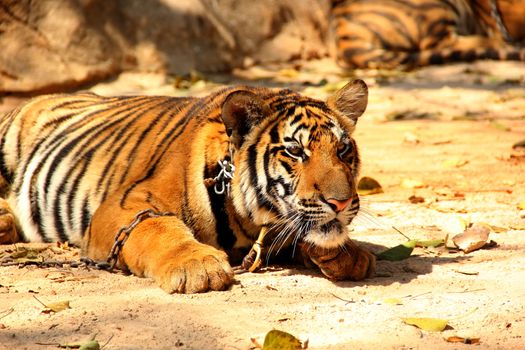 Bengal tiger in Kanchanaburi at Thailand