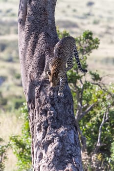 Africa,  the leopard in  the big tree