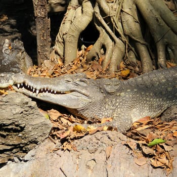 Close-up crocodile resting on ground