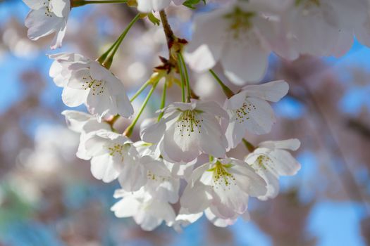 The National Cherry Blossom festival is a spring celebration in Washington DC. It started in 1912 when the Mayor of Tokyo (Yukio Ozaki) gave these Japanese Cherry trees to the City of Washington.