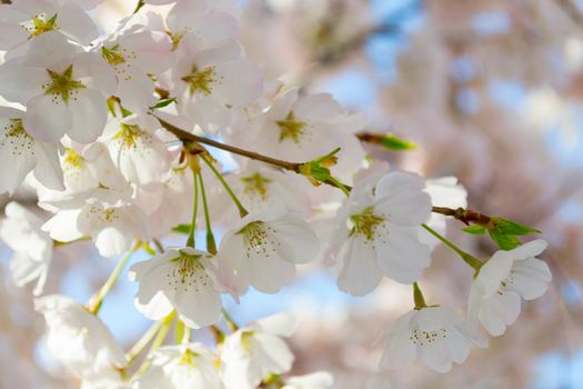 The National Cherry Blossom festival is a spring celebration in Washington DC. It started in 1912 when the Mayor of Tokyo (Yukio Ozaki) gave these Japanese Cherry trees to the City of Washington.